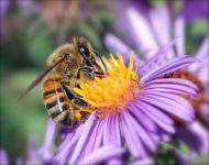عسل طبیعی خالص (صادراتی) همراه برگه آزمایش اختصاصی